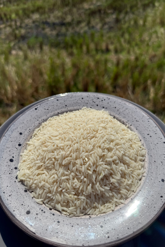 برنج هاشمی درجه یک